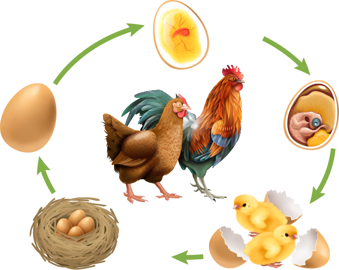 chicken-life-cycle