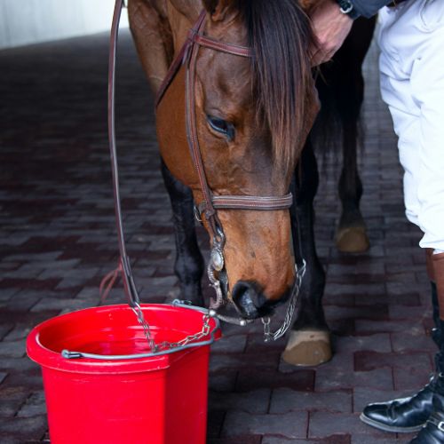 Feed Bucket