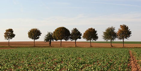 <span>Harvest:</span> June - July